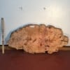 YEW TREE SLICE Natural Waney Live Edge Slab Wood Board 0916-11