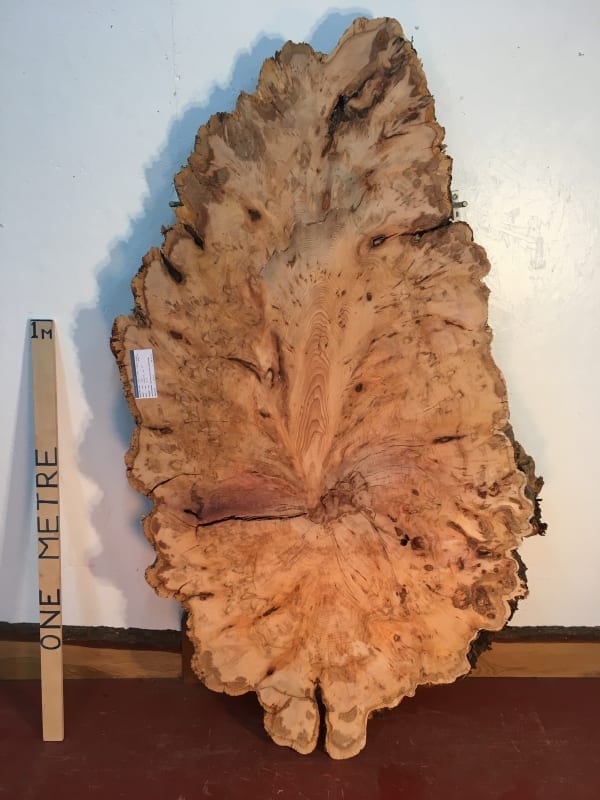YEW TREE SLICE Natural Waney Live Edge Slab Wood Board 0916-9
