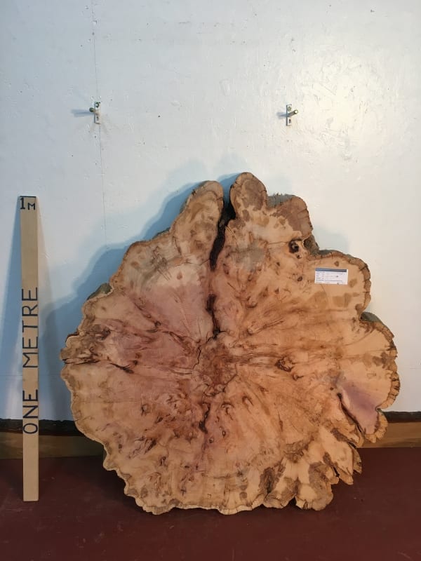 YEW TREE SLICE Natural Waney Live Edge Slab Wood Board 0916-3