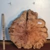 YEW TREE SLICE Natural Waney Live Edge Slab Wood Board 0916-4