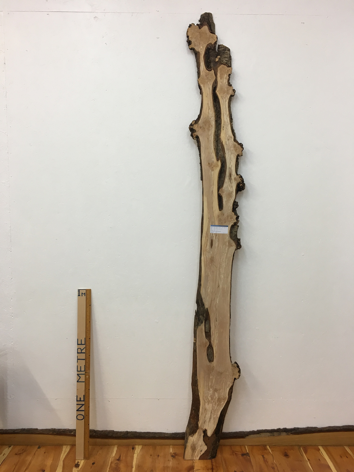 BURRY BIRCH Natural Waney Edge Slab Wood Board 1609-6