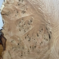 FINE SANDED AND POLISHED SAMPLE OF TREE NUMBER 1578, HARDWAX OIL FINISH