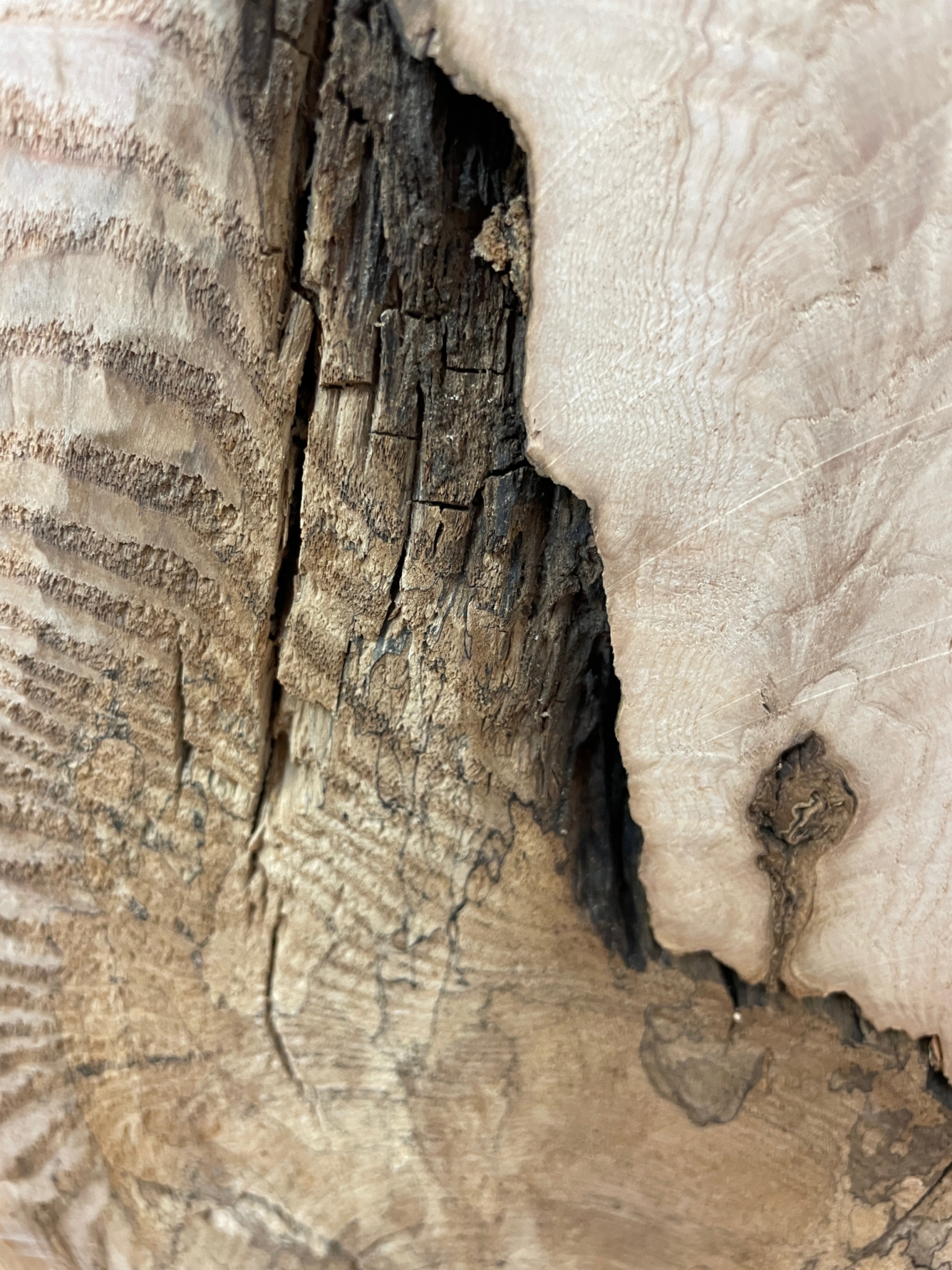 ASH Single Waney Natural Edge MILLED Finish Hardwood Board 1537B-2 Thickness 6.2cm Kiln Dried Seasoned Live Edge - Image 9