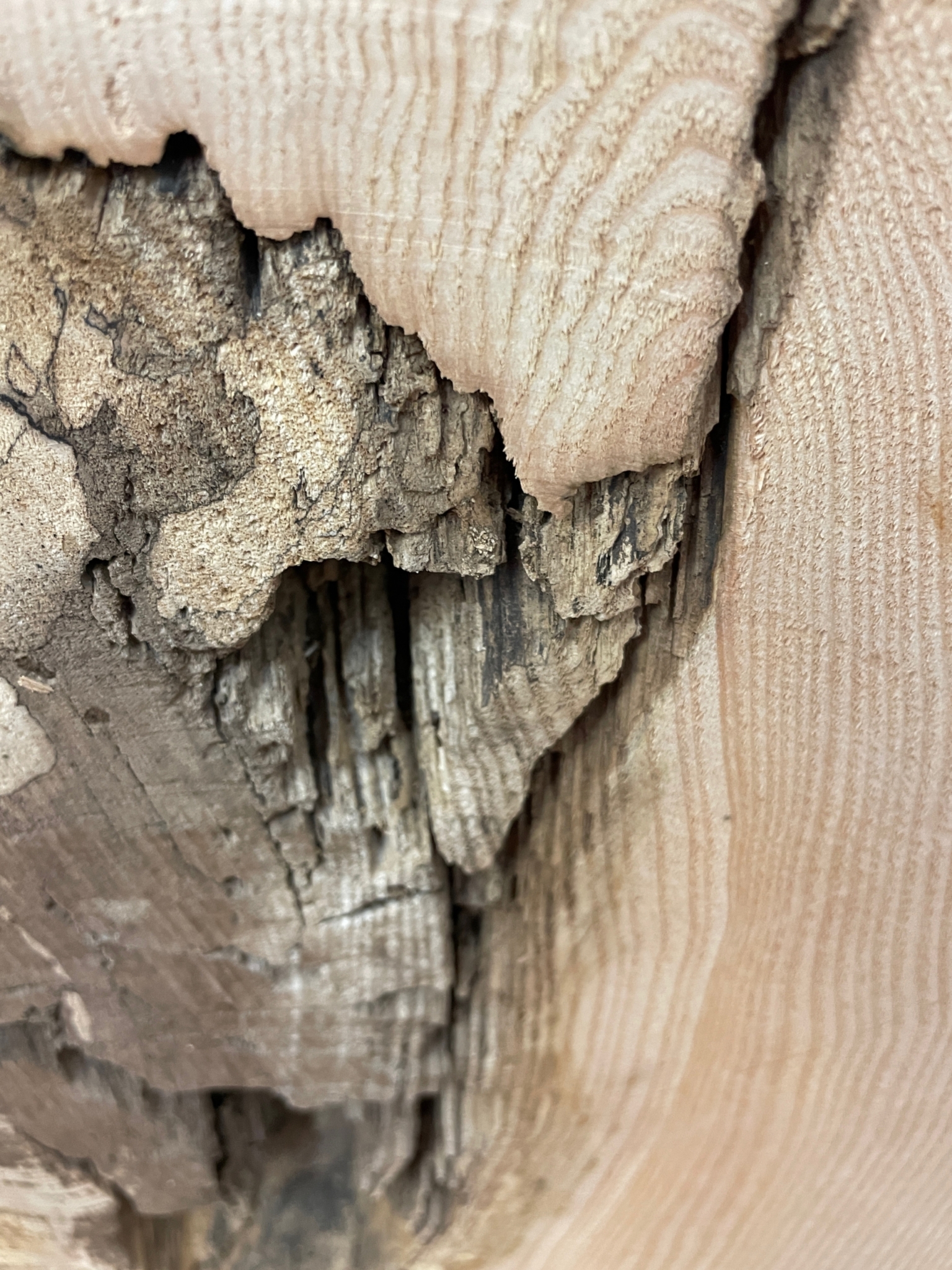 ASH Single Waney Natural Edge MILLED Finish Hardwood Board 1537B-2 Thickness 6.2cm Kiln Dried Seasoned Live Edge - Image 10