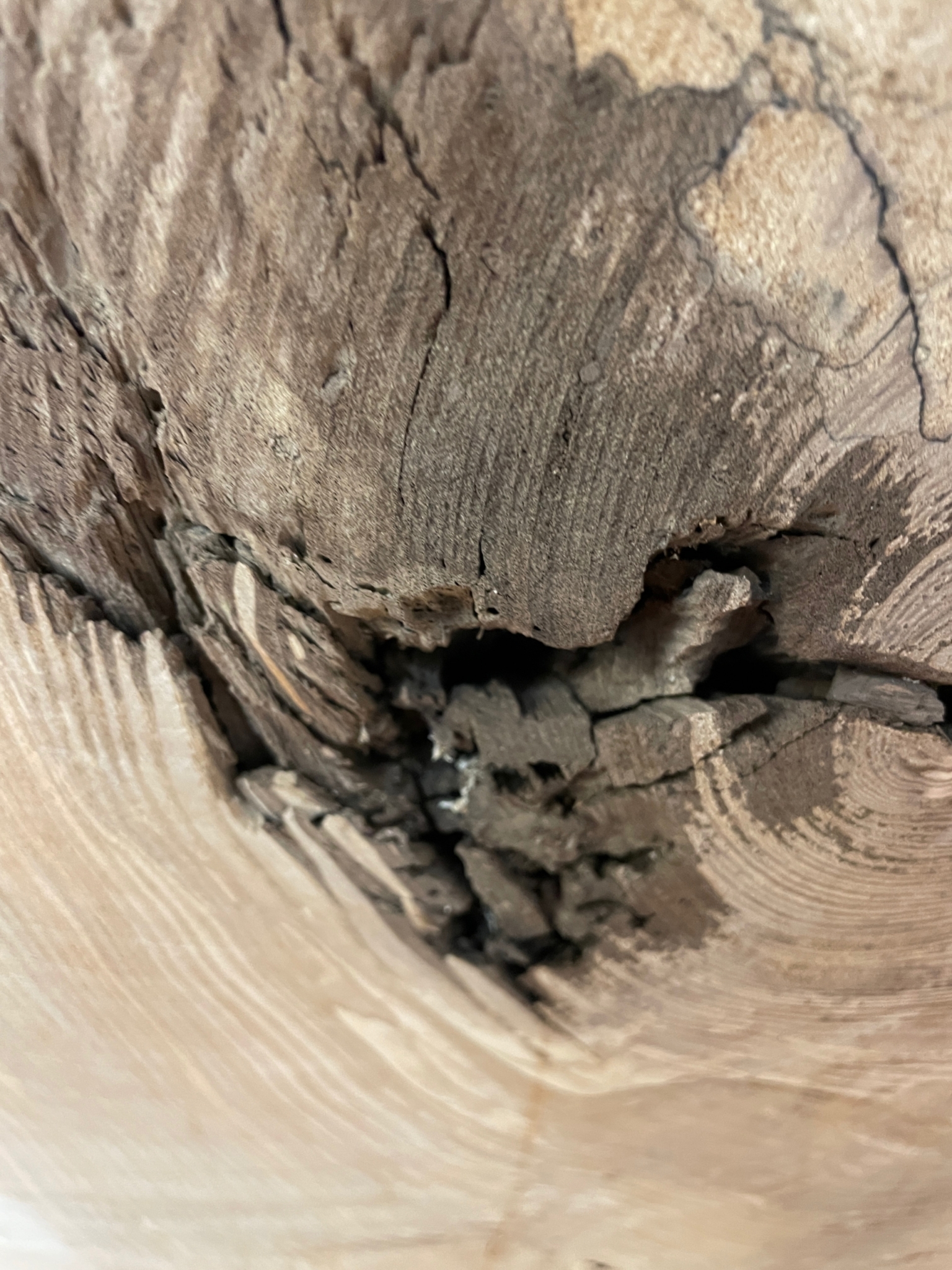 ASH Single Waney Natural Edge MILLED Finish Hardwood Board 1537B-2 Thickness 6.2cm Kiln Dried Seasoned Live Edge - Image 21