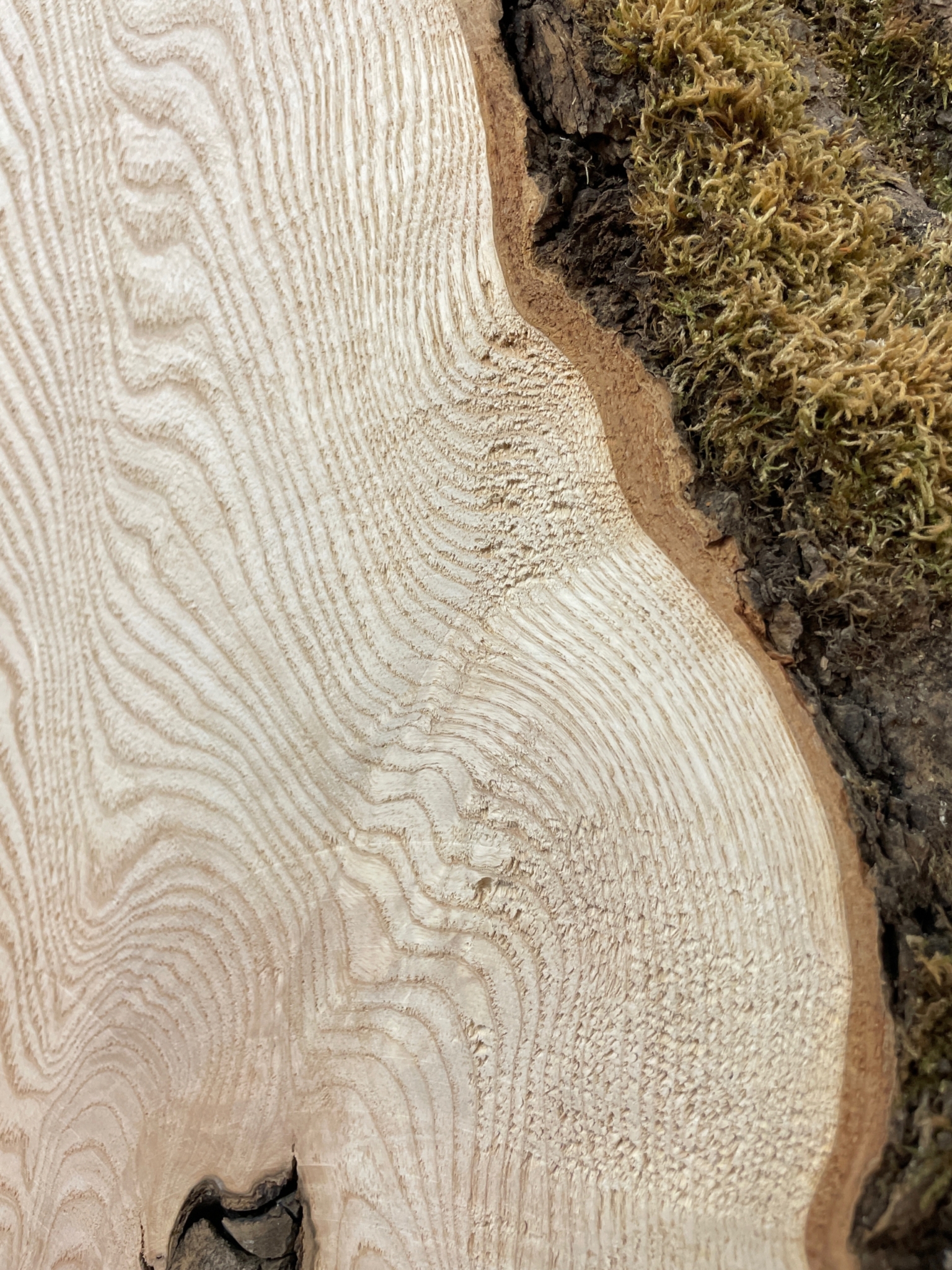 ASH Single Waney Natural Edge MILLED Finish Hardwood Board 1537B-8 Thickness 6.2cm Kiln Dried Seasoned Live Edge Tabletops Shelves Mantels - Image 13