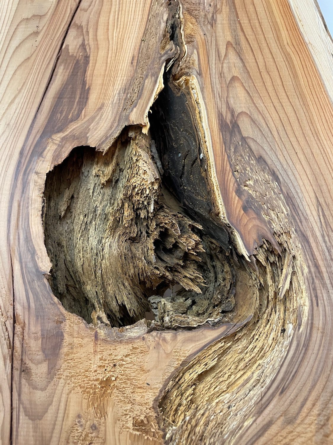 YEW Natural Waney Edge Slab Planed Finish Hardwood Board 1594-2 Thickness 4.5cm Kiln Dried Seasoned Live Edge Wallart Wildwood - Image 10