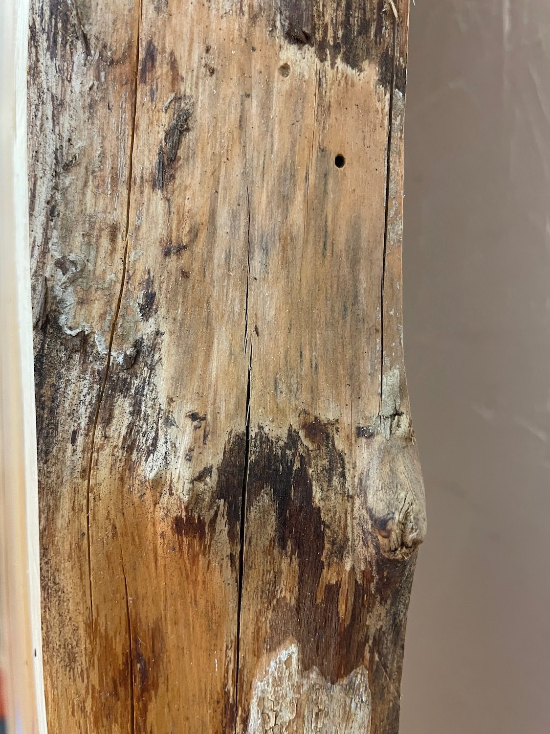 YEW Natural Waney Edge Slab Planed Finish Hardwood Board 1594-2 Thickness 4.5cm Kiln Dried Seasoned Live Edge Wallart Wildwood - Image 11