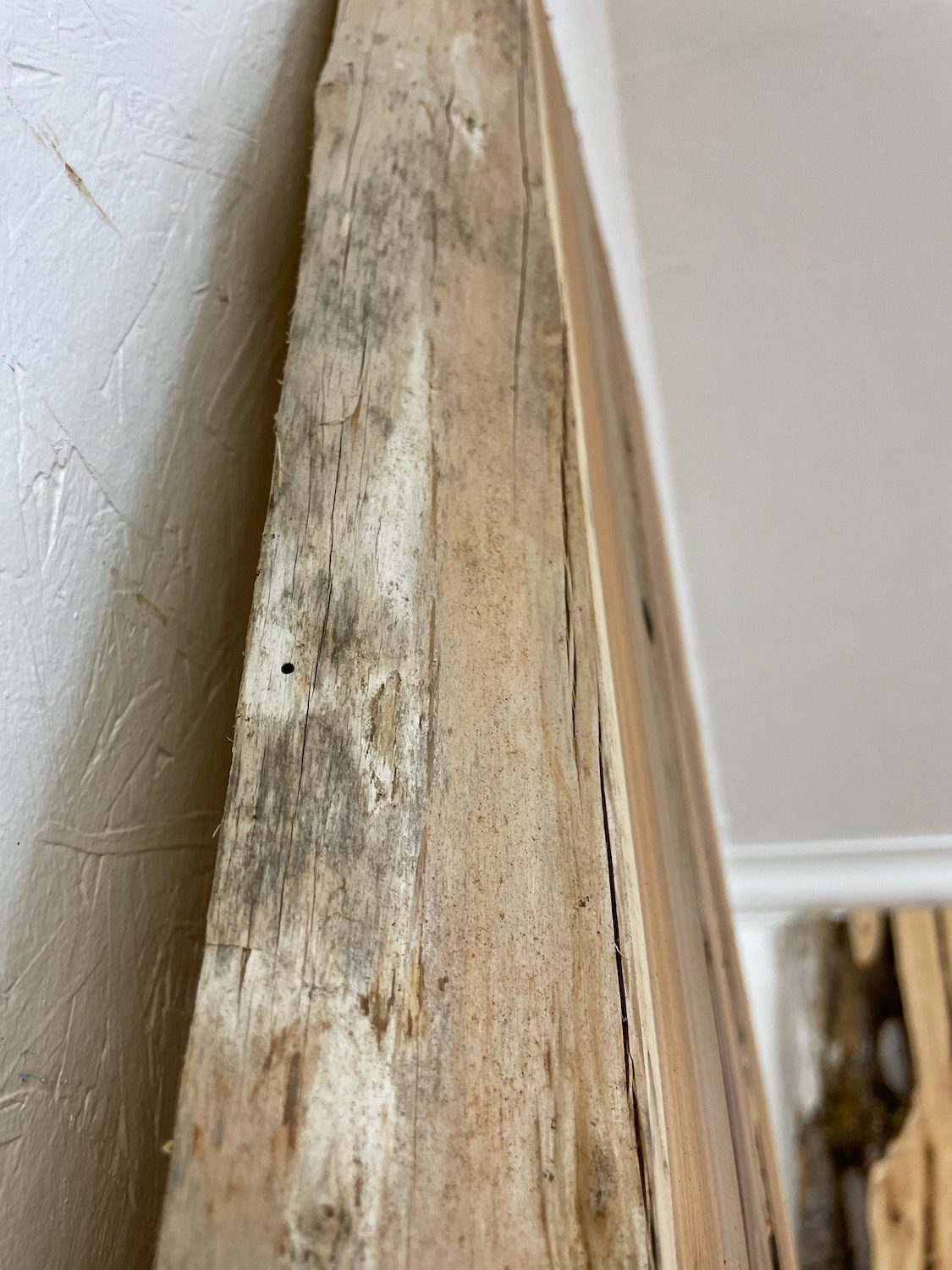 YEW Natural Waney Edge Slab Planed Finish Hardwood Board 1594-2 Thickness 4.5cm Kiln Dried Seasoned Live Edge Wallart Wildwood - Image 19