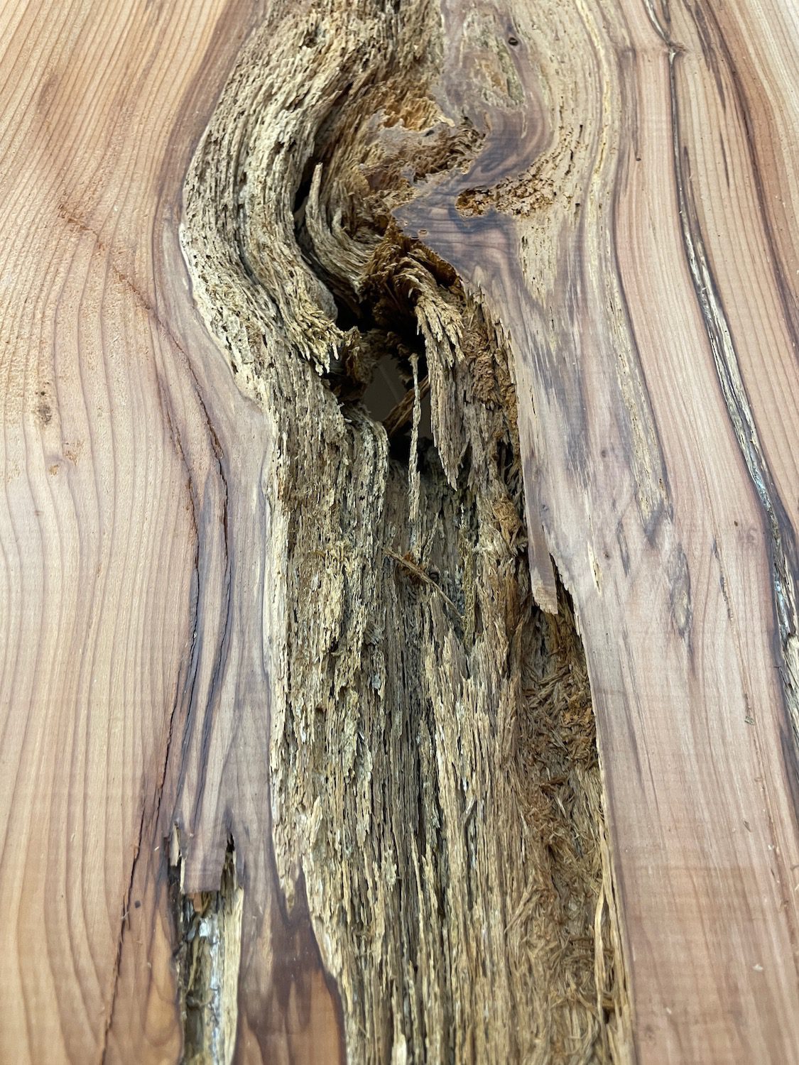 YEW Natural Waney Edge Slab Planed Finish Hardwood Board 1594-2 Thickness 4.5cm Kiln Dried Seasoned Live Edge Wallart Wildwood - Image 17