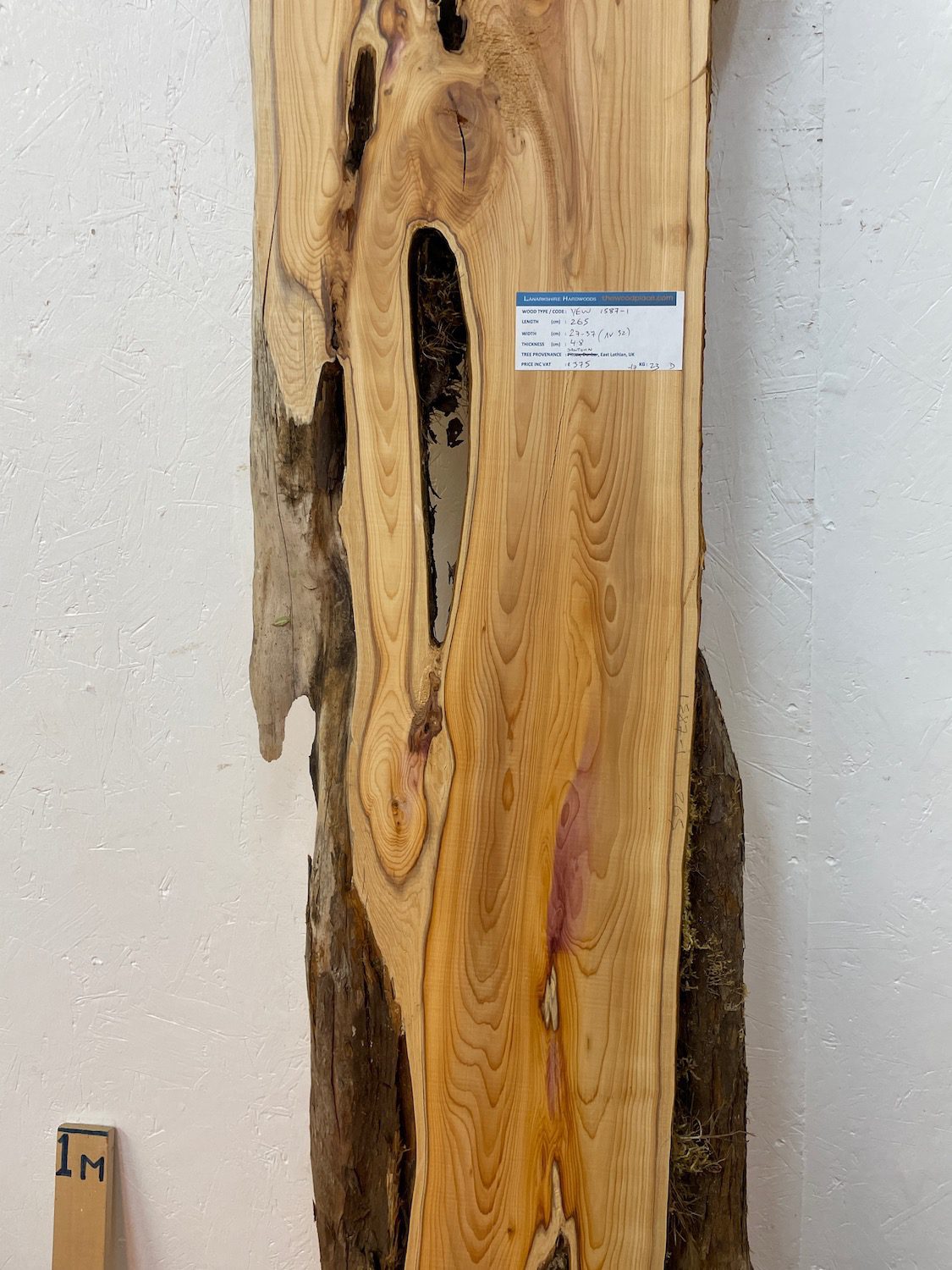 YEW Natural Waney Edge Slab Planed Finish Hardwood Board 1587-1 Thickness 4.8cm Kiln Dried Seasoned Live Edge Wallart Wildwood - Image 5