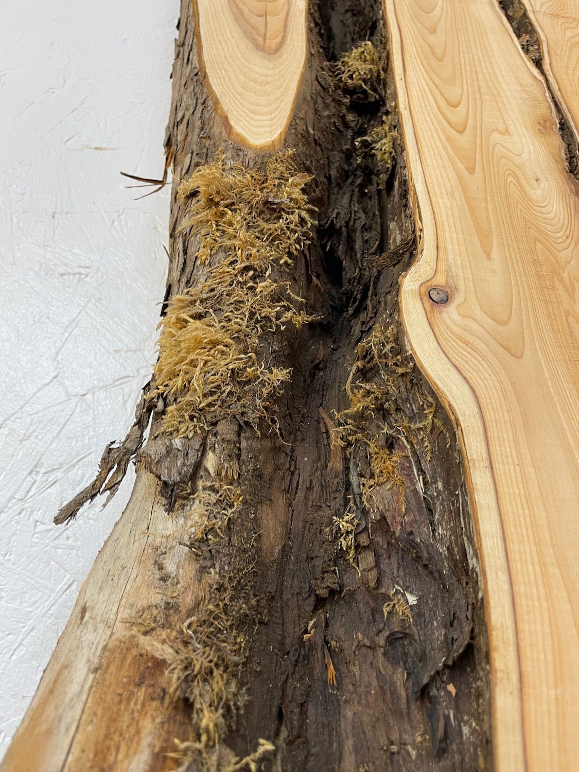 YEW Natural Waney Edge Slab Planed Finish Hardwood Board 1587-1 Thickness 4.8cm Kiln Dried Seasoned Live Edge Wallart Wildwood - Image 10