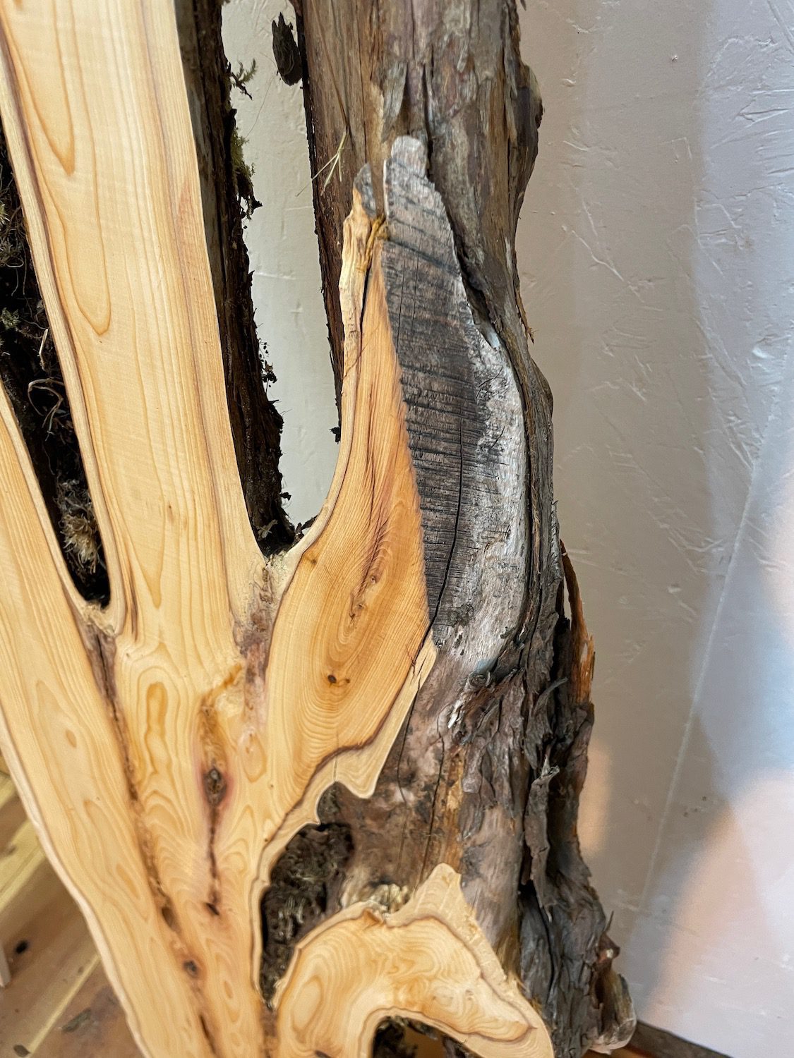 YEW Natural Waney Edge Slab Planed Finish Hardwood Board 1587-1 Thickness 4.8cm Kiln Dried Seasoned Live Edge Wallart Wildwood - Image 11