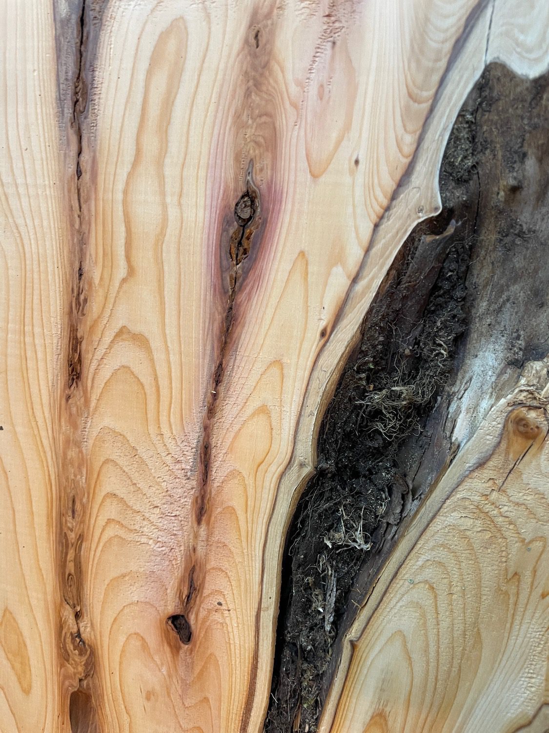 YEW Natural Waney Edge Slab Planed Finish Hardwood Board 1587-1 Thickness 4.8cm Kiln Dried Seasoned Live Edge Wallart Wildwood - Image 12