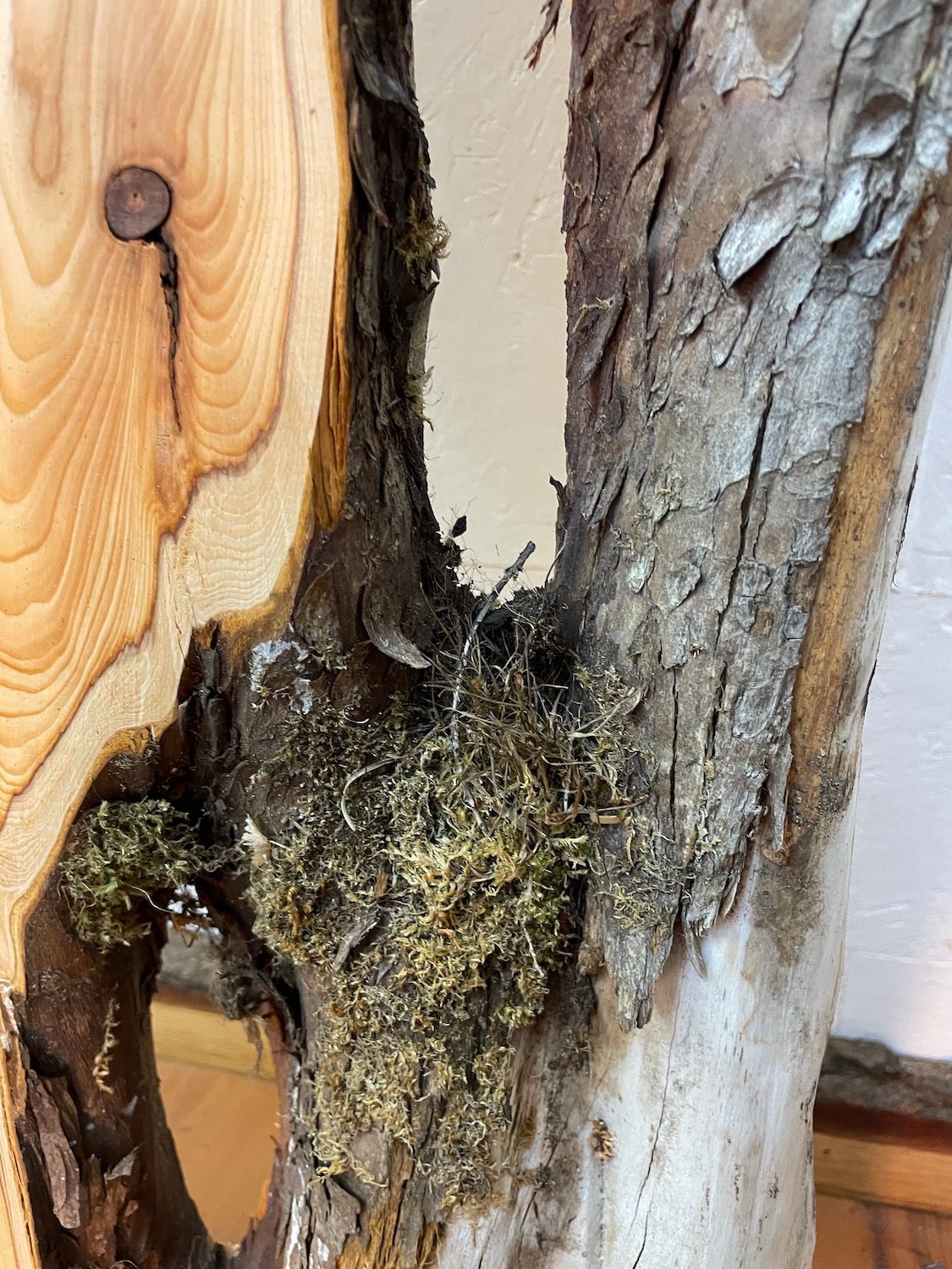 YEW Natural Waney Edge Slab Planed Finish Hardwood Board 1587-1 Thickness 4.8cm Kiln Dried Seasoned Live Edge Wallart Wildwood - Image 14