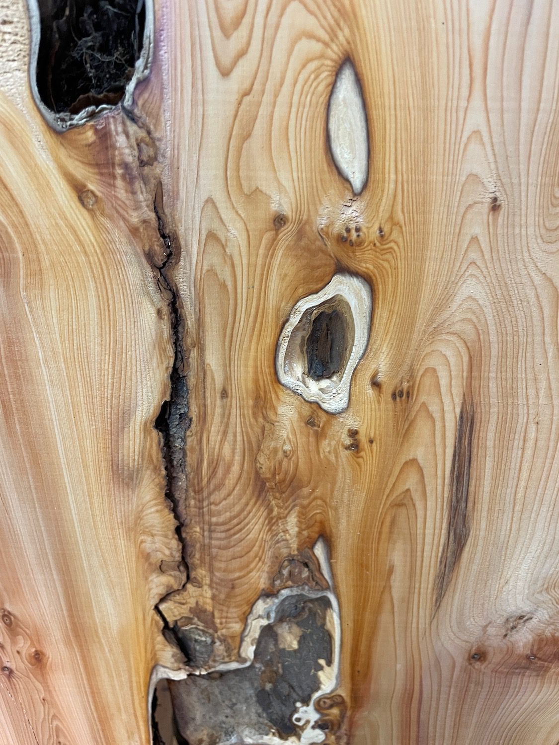 YEW Natural Waney Edge Slab Planed Finish Hardwood Board 1587B-2 Thickness 4.8cm Kiln Dried Seasoned Live Edge Wallart Wildwood - Image 6