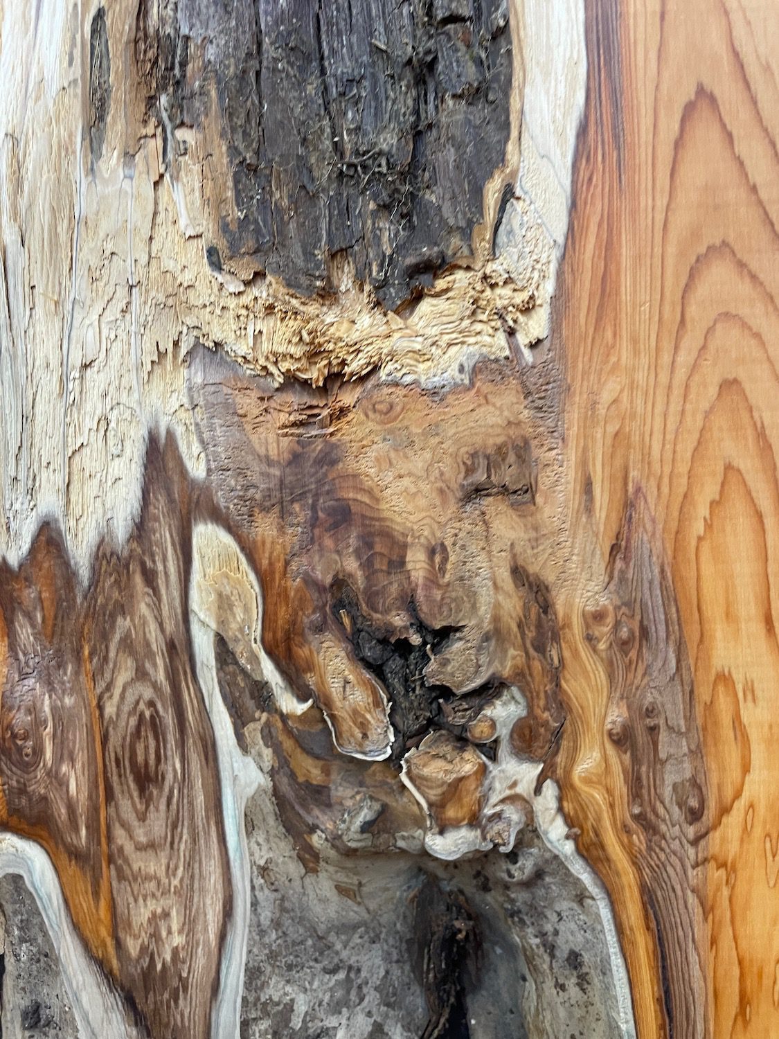 YEW Natural Waney Edge Slab Planed Finish Hardwood Board 1597-4 Thickness 4.8cm Kiln Dried Seasoned Live Edge Wildwood Wallart - Image 7