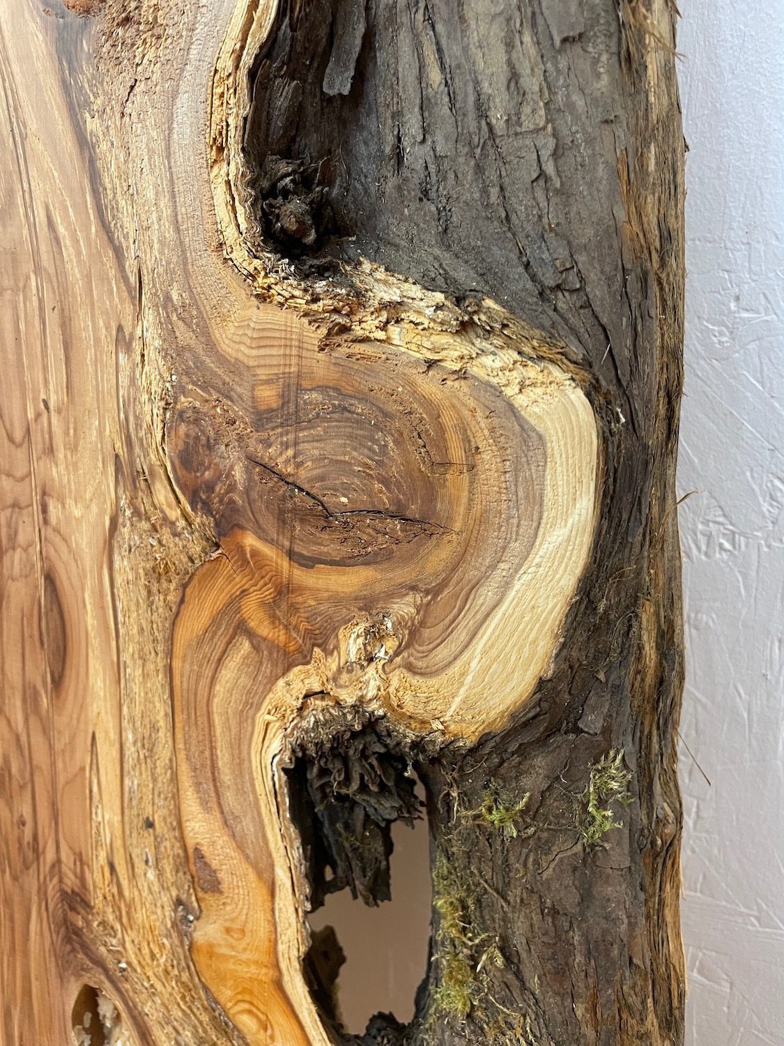 YEW Natural Waney Edge Slab Planed Finish Hardwood Board 1596-2 Thickness 4.8cm Kiln Dried Seasoned Live Edge Wildwood - Image 11