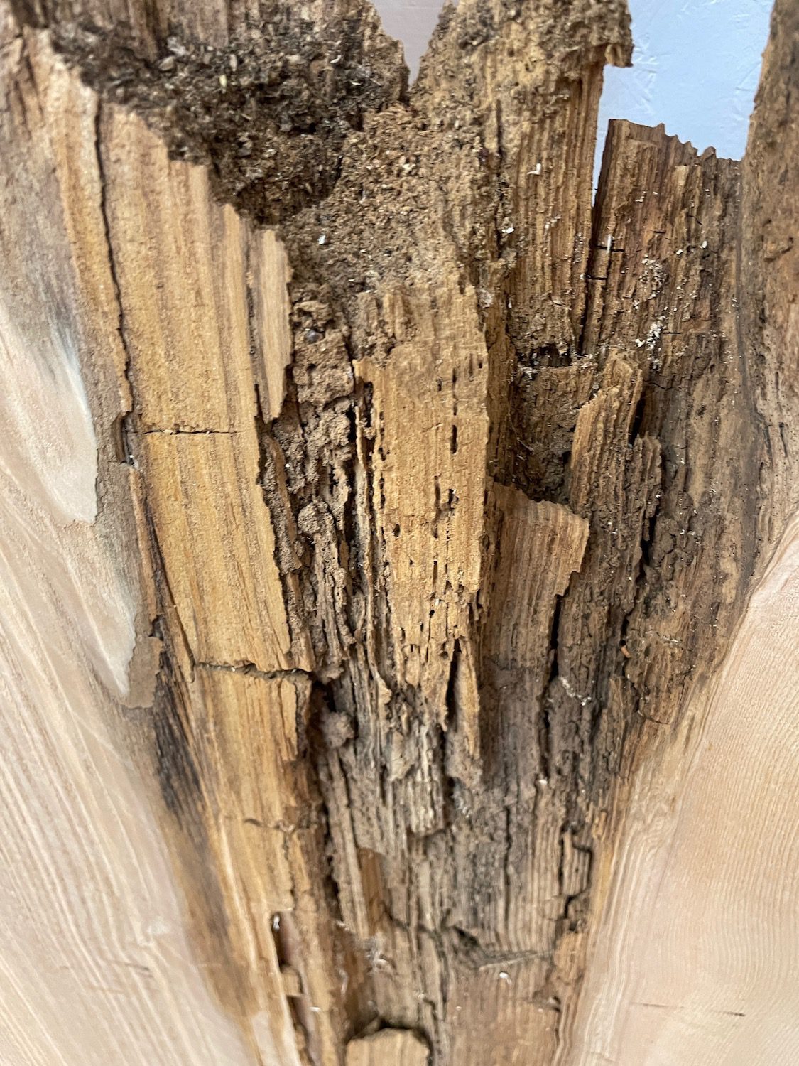 OLIVE ASH CROTCH Natural Waney Edge Slab Milled Finish Hardwood Board 1537C-6 Thickness 6cm Kiln Dried Seasoned Live Edge Desktops Coffee Tabletops Wildwood - Image 22