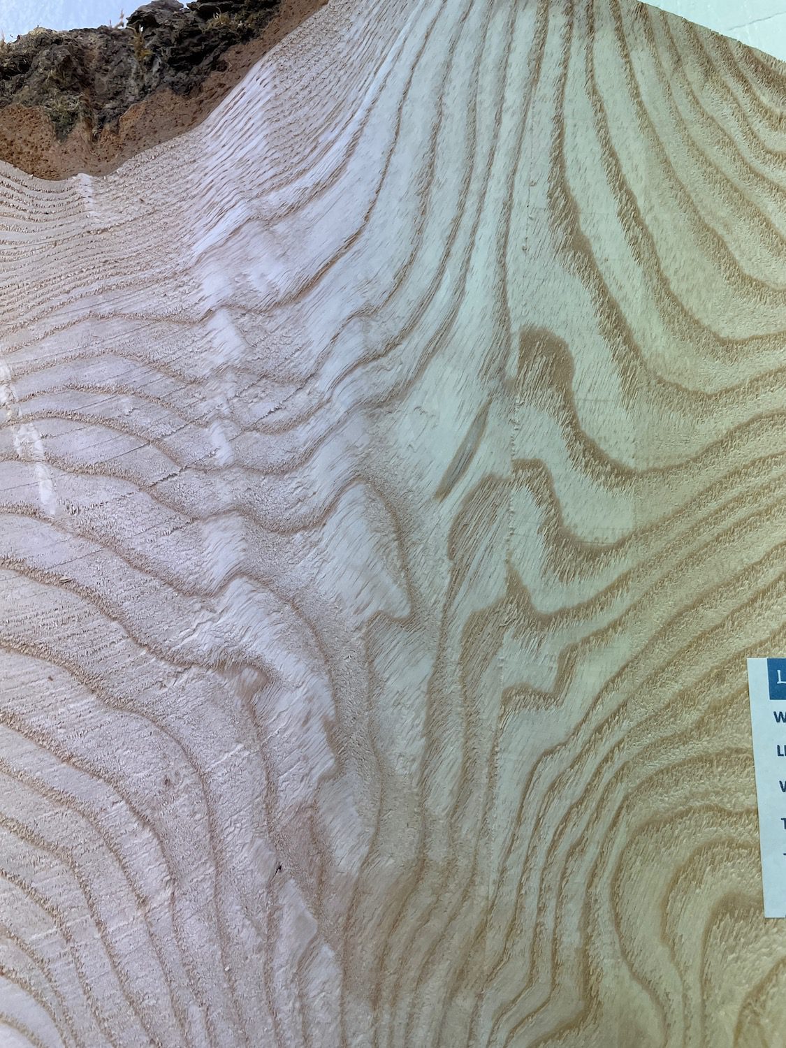 OLIVE ASH CROTCH Natural Waney Edge Slab Milled Finish Hardwood Board 1537C-7 Thickness 6cm Kiln Dried Seasoned Live Edge Desktops Coffee Tabletops Wildwood - Image 10