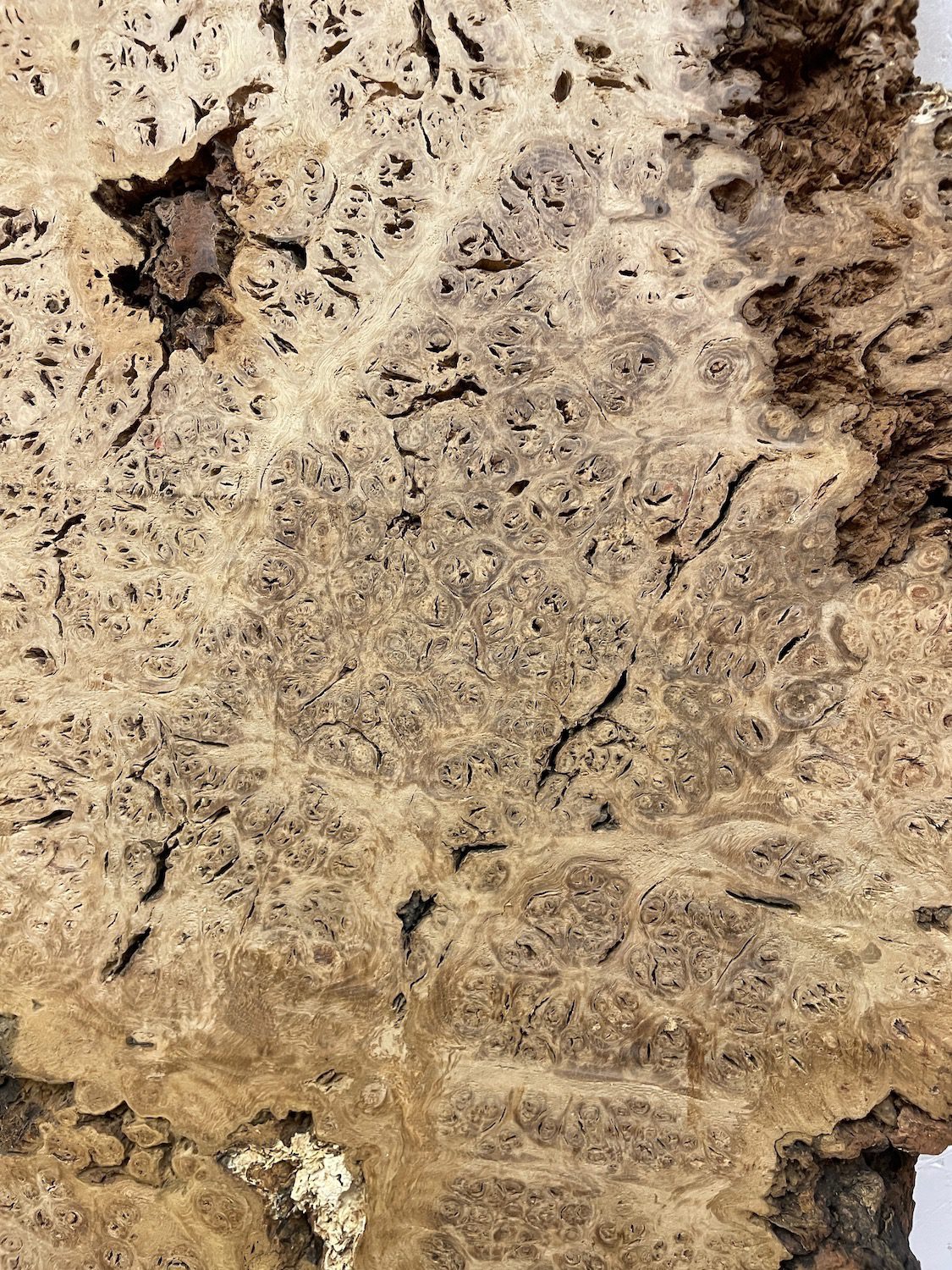 BURR OAK Waney Edge Slab Planed Finish Hardwood Board 1547A-1 Thickness 5.5cm Kiln Dried Seasoned Live Edge Decorative Board Wildwood - Image 6