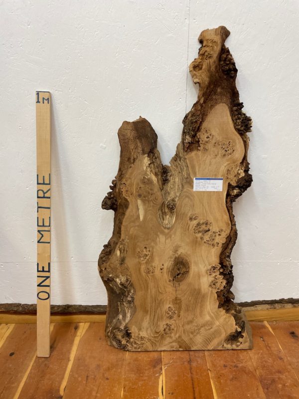 BURRY OAK Waney Edge Slab Planed Finish Hardwood Board 1547C-6 Thickness 5.5cm Kiln Dried Seasoned Live Edge Decorative Board Wildwood Offcut