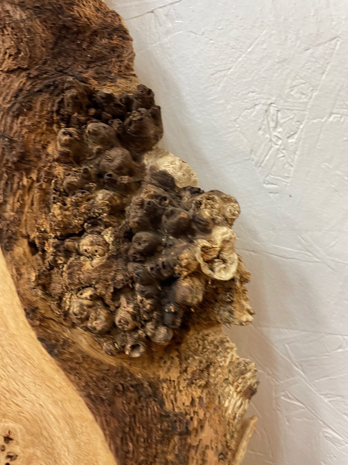 BURRY OAK Waney Edge Slab Planed Finish Hardwood Board 1547C-6 Thickness 5.5cm Kiln Dried Seasoned Live Edge Decorative Board Wildwood Offcut - Image 8