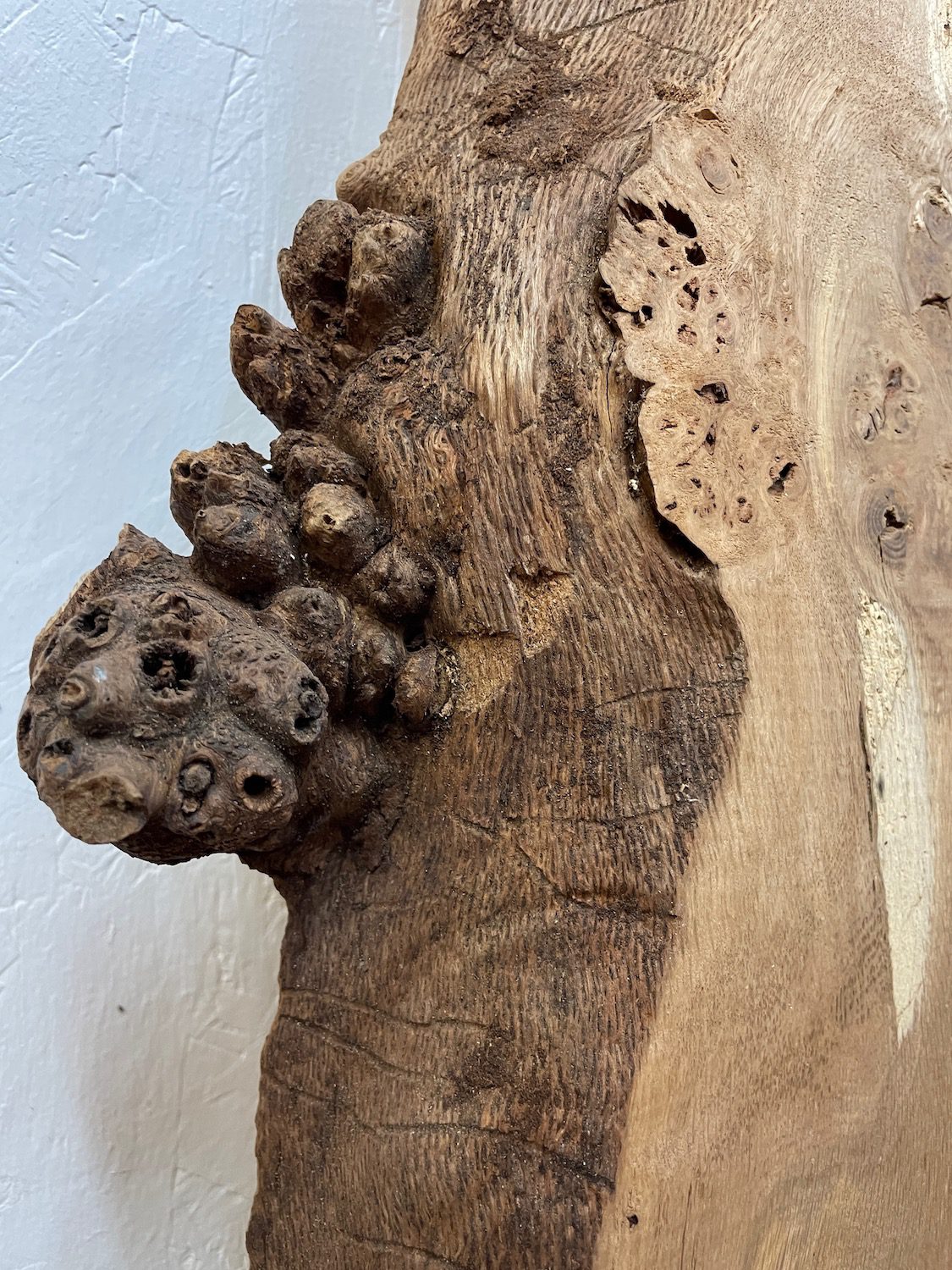 BURRY OAK Waney Edge Slab Planed Finish Hardwood Board 1547C-6 Thickness 5.5cm Kiln Dried Seasoned Live Edge Decorative Board Wildwood Offcut - Image 10