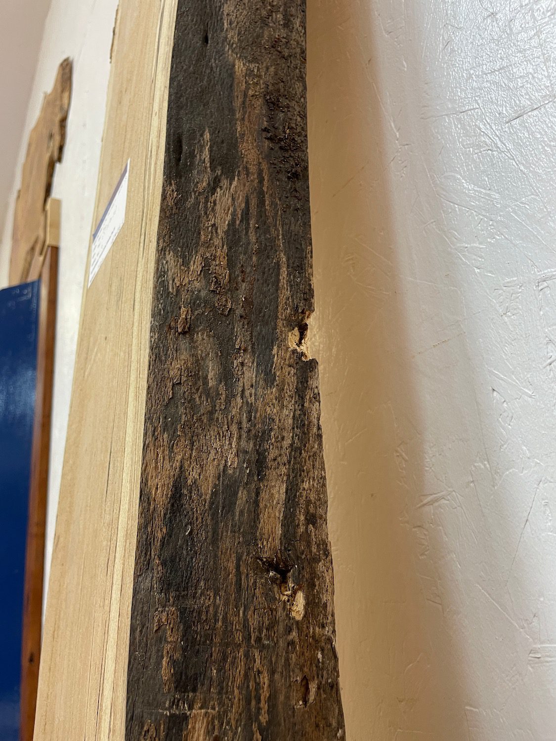 SPALTED BEECH Single Waney Natural Edge Milled Finish Hardwood Board 1658-3 Thickness 6cm Kiln Dried Seasoned Live Edge Shelves Mantels - Image 13