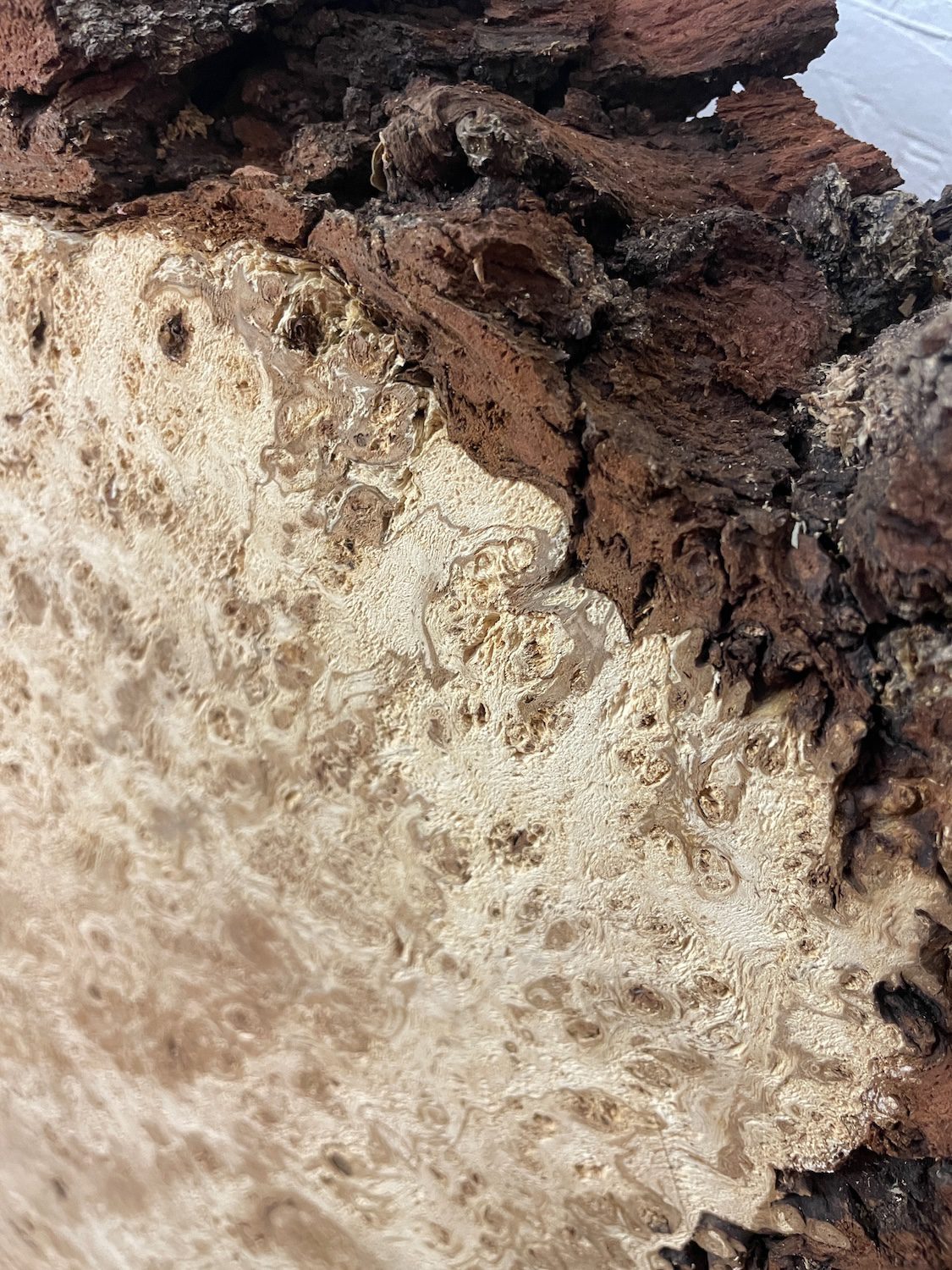 RIPPLE FIGURED BURR OAK Natural Waney Edge Slab Milled Finish Hardwood Board 1468A-3 Thickness 5cm Kiln Dried Seasoned Live Edge Coffee Tabletops Desks Wildwood Wallart - Image 8