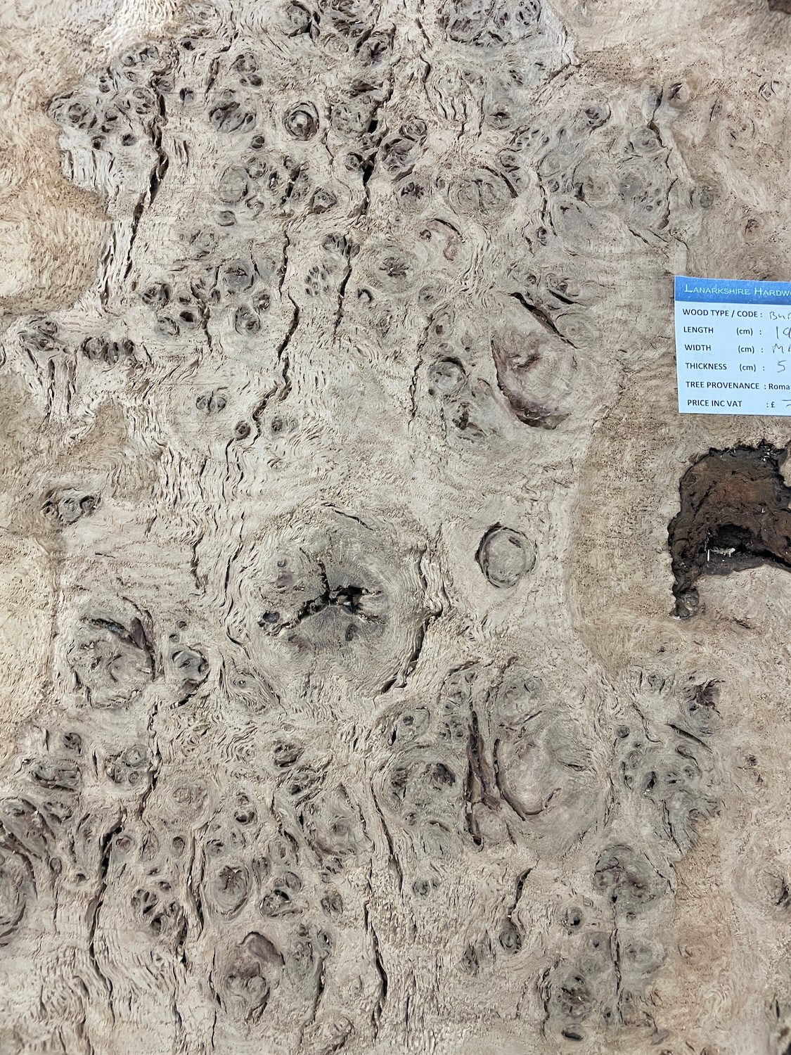 RIPPLE FIGURED BURR OAK Natural Waney Edge Slab Milled Finish Hardwood Board 1468A-16 Thickness 5cm Kiln Dried Seasoned Live Edge Coffee Tabletops Desks Wildwood Wallart Dining Tabletops - Image 7