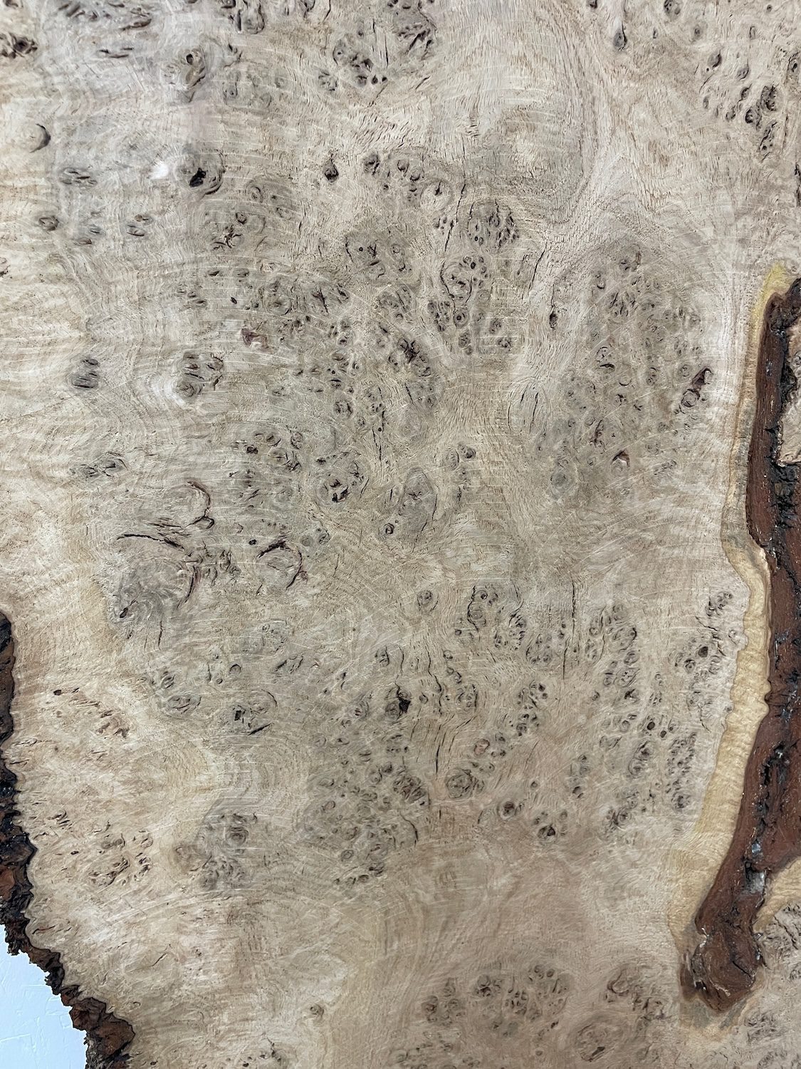 RIPPLE FIGURED BURR OAK Natural Waney Edge Slab Milled Finish Hardwood Board 1468A-14 Thickness 5cm Kiln Dried Seasoned Live Edge Coffee Tabletops Desks Wildwood Wallart Dining Tabletops - Image 21