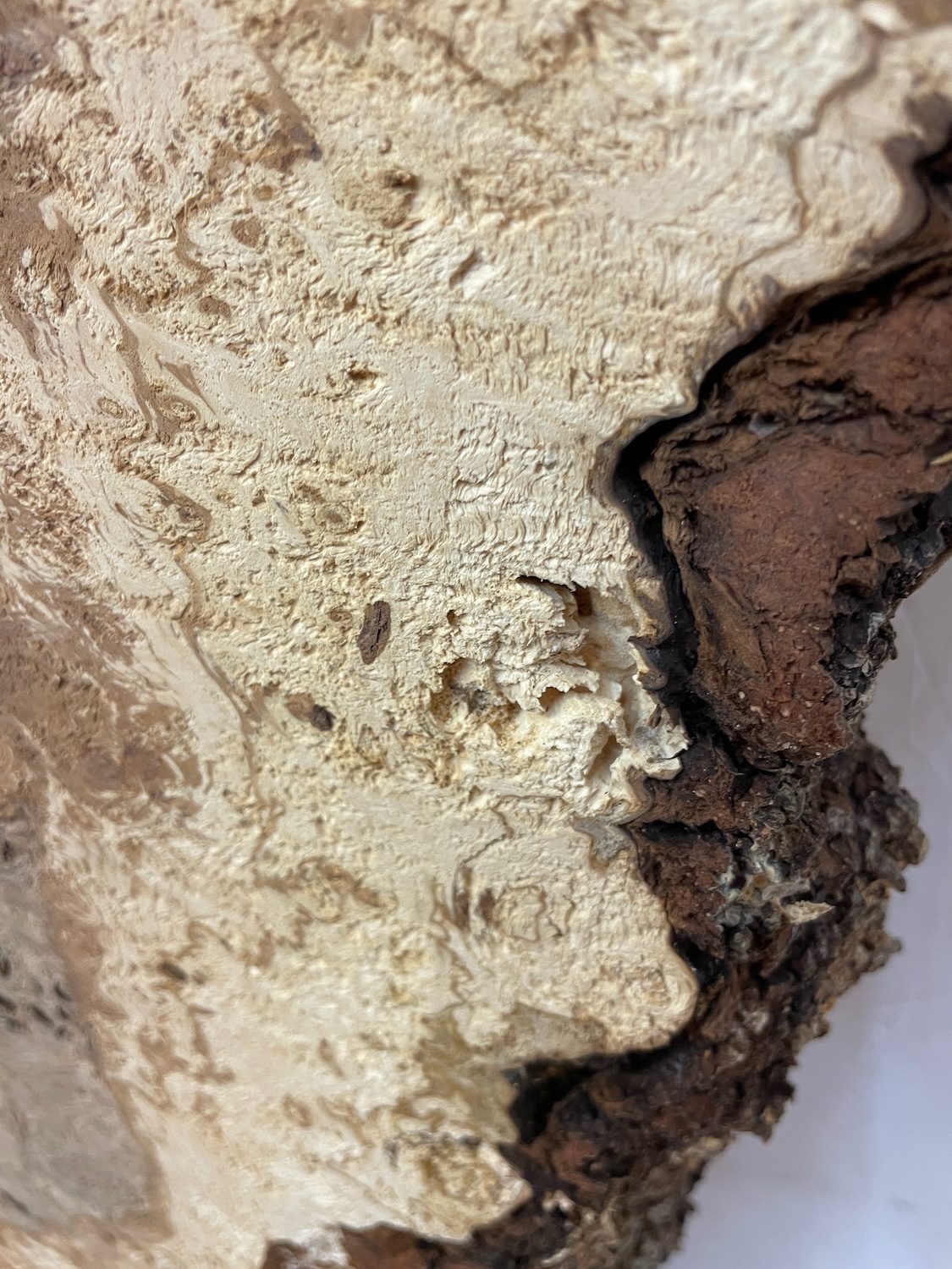 RIPPLE FIGURED BURR OAK Natural Waney Edge Slab Milled Finish Hardwood Board 1468A-14 Thickness 5cm Kiln Dried Seasoned Live Edge Coffee Tabletops Desks Wildwood Wallart Dining Tabletops - Image 26