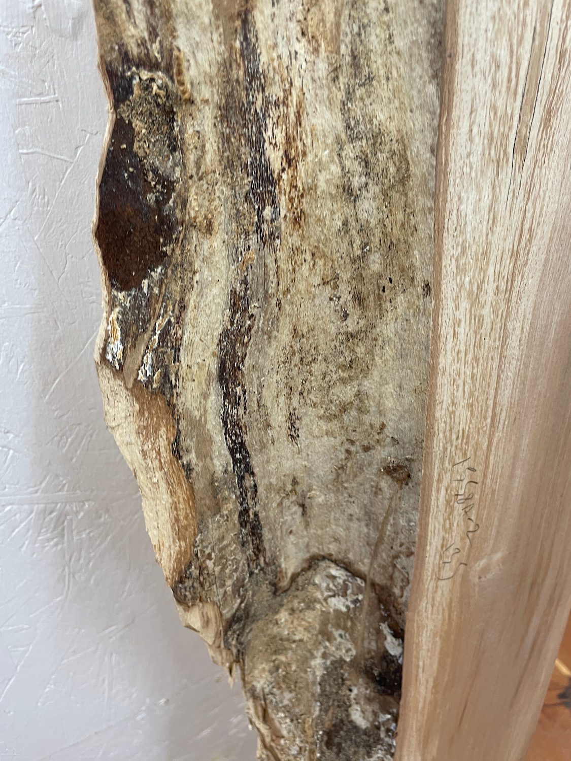 SPALTED BEECH Single Waney Edge Slab Planed Finish Hardwood Board 1558A-8 Thickness 6cm Kiln Dried Seasoned Live Edge Wildwood Shelves Fire Surrounds Mantels - Image 7